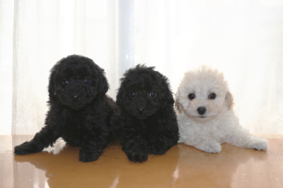 トイプードルの子犬ブラックオス1頭メス1頭ホワイトメス1頭、生後7週間画像