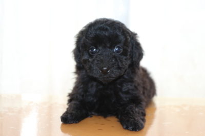 トイプードルブラック(黒色)の子犬オス、生後7週間画像