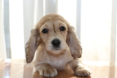 ミニチュアダックスシェイデッドクリームの子犬オス、生後2ヶ月画像