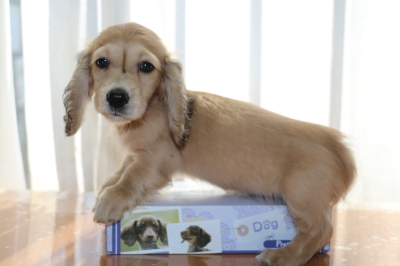 ミニチュアダックスシェイデッドクリームの子犬オス、生後2ヶ月画像