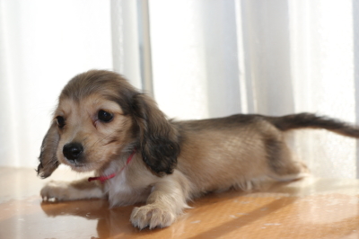 ミニチュアダックスシェイデッドクリームの子犬メス、生後2ヶ月画像