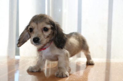 ミニチュアダックスシェイデッドクリームの子犬メス、生後2ヶ月画像