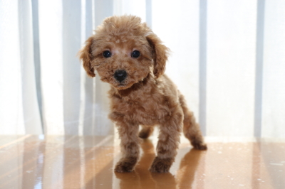 イプードルレッドの子犬オス、生後3ヶ月画像