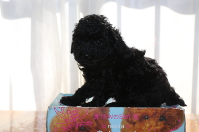 トイプードルブラック(黒色)の子犬メス、生後6週間画像
