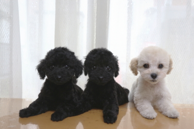 トイプードルの子犬ブラックオス1頭メス1頭ホワイトメス1頭、生後2ヶ月画像