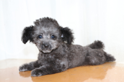 ティーカッププードルシルバーの子犬メス、生後2ヶ月画像