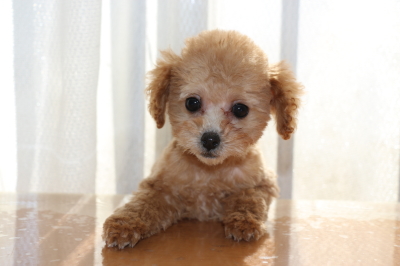 トイプードルレッドアプリコットの子犬メス、生後3ヶ月画像