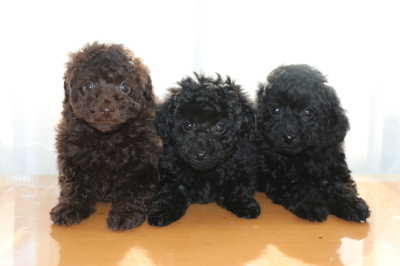 トイプードルの子犬ブラウンオス1頭ブラック(黒色)メス2頭、生後7週間画像