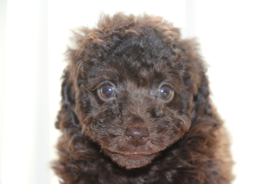 トイプードルブラウンの子犬オス、生後7週間画像