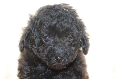 トイプードルブラック(黒色)の子犬メス、生後7週間画像