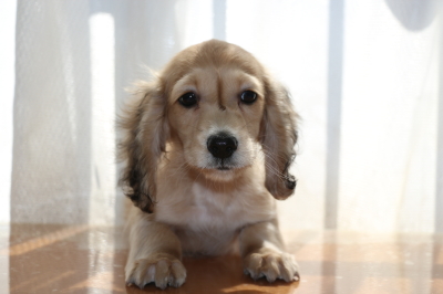 ミニチュアダックスシェイデッドクリームの子犬オス、生後2ヶ月半画像
