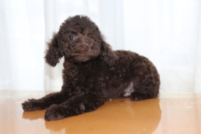トイプードルブラウンの子犬オス、生後2ヶ月画像