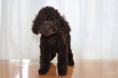 トイプードルブラウンの子犬オス、生後2ヶ月画像