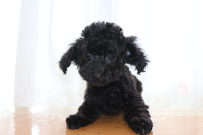 トイプードルブラック(黒色)の子犬メス、生後2ヶ月画像