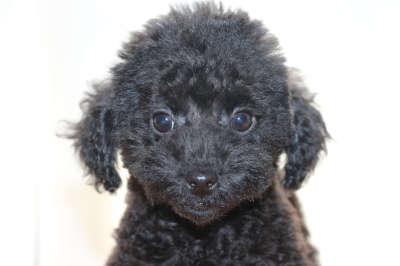 トイプードルブラック(黒色)の子犬メス、生後2ヶ月画像