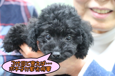 東京都墨田区トイプードルブラックの子犬メス画像