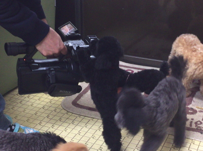 子犬達のTVカメラ撮影画像