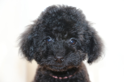 トイプードルブラック(黒色)の子犬メス、生後2ヶ月半画像
