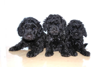 トイプードルブラック(黒色)の子犬オスメス、生後2ヶ月画像