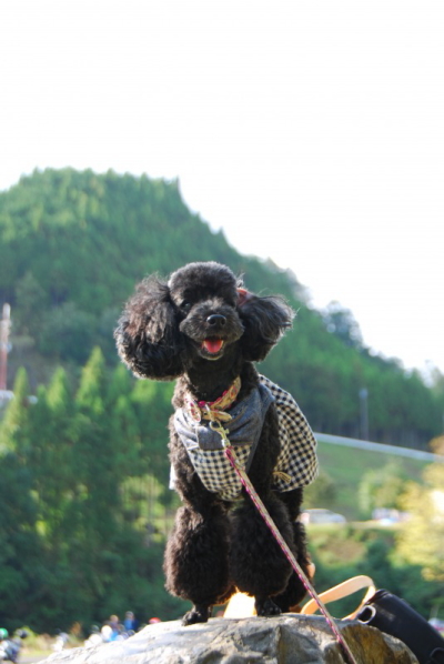 トイプードルブラック(黒色)の成犬メス画像