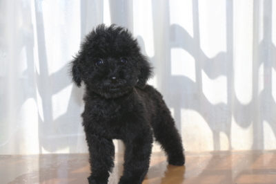 トイプードルブラックの子犬オス、生後3ヶ月画像
