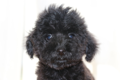トイプードルブラックの子犬オス、生後3ヶ月画像