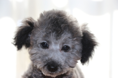 トイプードルシルバーの子犬オス、生後100日画像