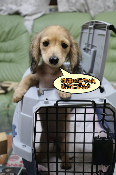 ミニチュアダックスシェイデッドクリームメスの子犬、沖縄県梅ちゃん画像