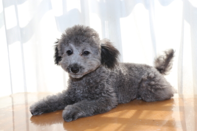 タイニーサイズトイプードルシルバーの子犬オス、生後４ヶ月画像