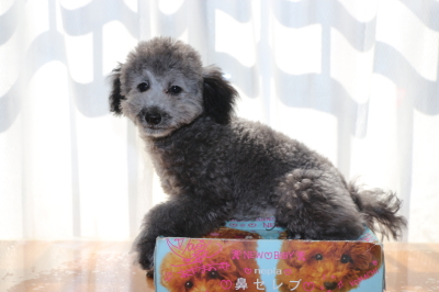 タイニーサイズトイプードルシルバーの子犬オス、生後４ヶ月画像
