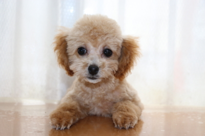 タイニーサイズトイプードルアプリコットの子犬メス、埼玉県さいたま市マロンちゃん画像