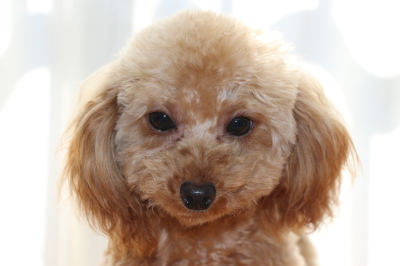 ティーカップサイズのトイプードルアプリコットの子犬メス、生後8ヶ月画像