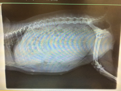トイプードルホワイト(白色)妊娠犬のレントゲン写真