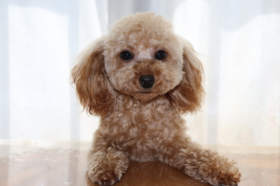 ティーカッププードルアプリコットの子犬メス、生後8ヶ月画像
