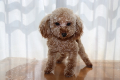 ティーカッププードルアプリコットの子犬メス、生後8ヶ月画像