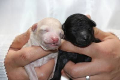 トイプードルホワイト(白色)オスシルバーオスの子犬、生後3日画像