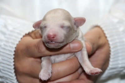 トイプードルホワイト(白色)の子犬オス、生後3日画像