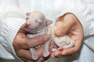トイプードルホワイト(白色)の子犬オス、生後3日画像