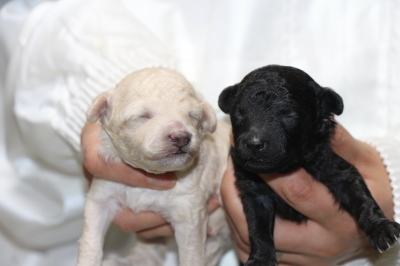 トイプードルホワイト(白色)オスシルバーオスの子犬、生後10日画像