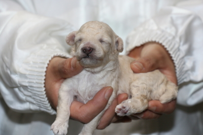 トイプードルホワイト(白色)オスの子犬、生後10日画像