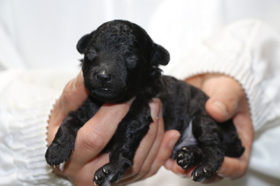 トイプードルシルバーオスの子犬、生後10日画像