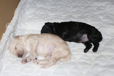 トイプードルホワイト(白色)オスシルバーオスの子犬、生後10日画像