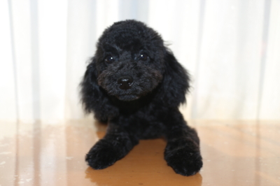 トイプードルブラック(黒色)の子犬メス、生後4ヵ月画像