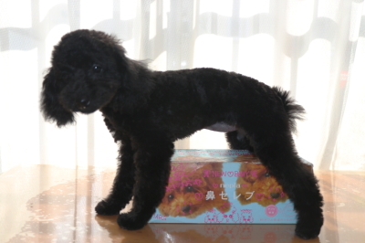 トイプードルブラック(黒色)の子犬メス、生後4ヵ月画像