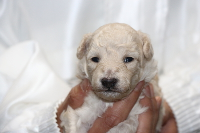 トイプードルホワイト(白色)オスシルバーオスの子犬、生後2週間画像