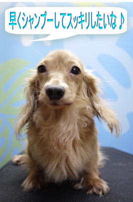 トイプードルブリーダーの成犬、トリミング画像