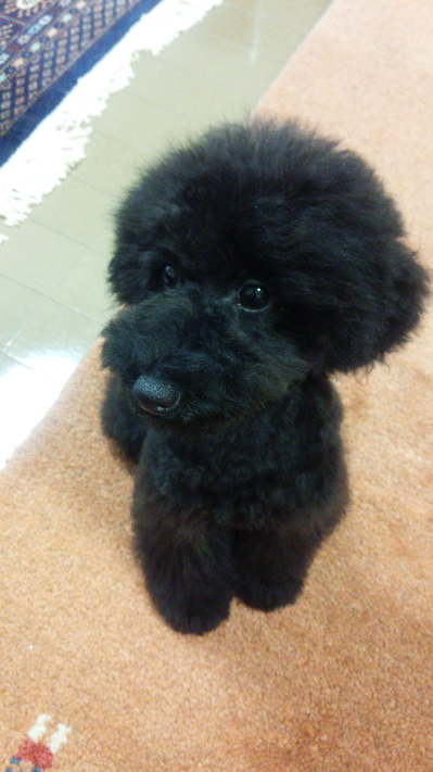 トイプードルブラック(黒色)の子犬オス、生後5ヶ月画像