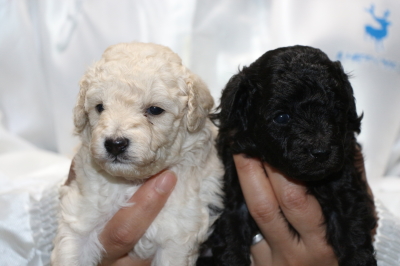 トイプードルホワイト(白色)オスブラック(黒色)オスの子犬、生後3週間画像