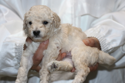 トイプードルホワイト(白色)の子犬オス、生後3週間画像