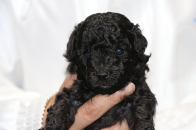 トイプードルブラック(黒色)の子犬オス、生後3週間画像
